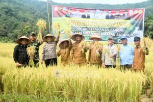  Panen Padi Sawah di Batang Asai, H Hurmin Salurkan Bantuan Alat Pertanian