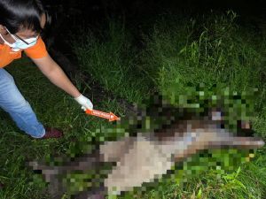 Sat Reskrim Bersama Unit Identifikasi Polres Merangin Lakukan Olah TKP Penemuan Mayat di Kebun Karet