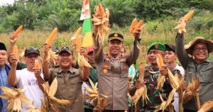  Wabup A. Khafidh dan Kapolres Panen Jagung di Rantau Alai