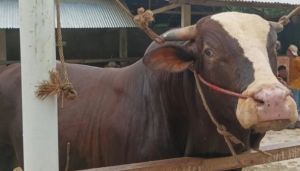  Pemkab Batang Hari Pastikan Sapi Bantuan Presiden Siap untuk Idul Adha