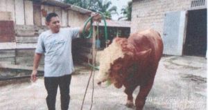 Desa Empang Benao Terima Sapi Kurban Bantuan Presiden Prabowo Seberat 826 Kg