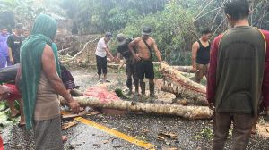 Pohon Tumbang Menimpa Pengendara Motor Hingga Meninggal